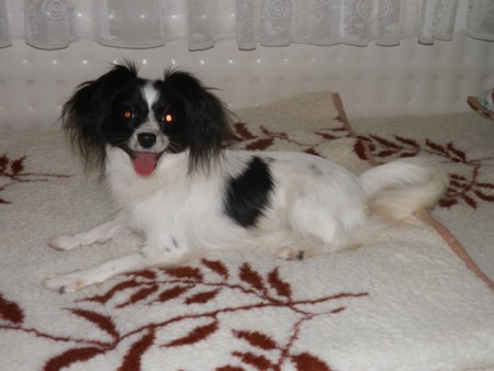 PRINCESS PERLE Porubský kvet