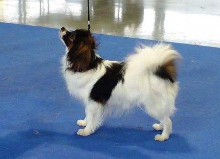 Národná výstava psov Brno