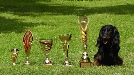 Špeciálna výstava jazvečíkov