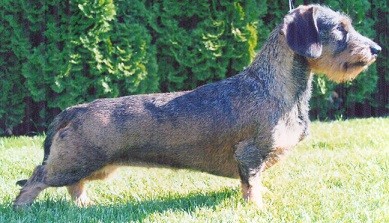 PERIDA z Kršťanskej záhrada